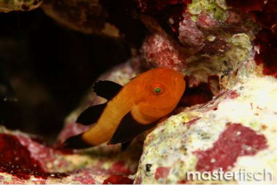 Panda Goby