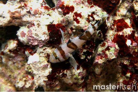 Nocturna's Goby