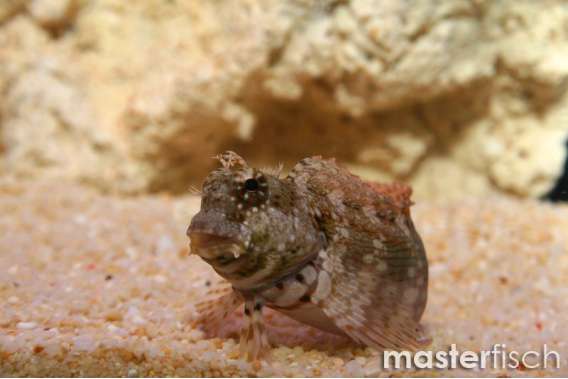 Jawelled Blenny