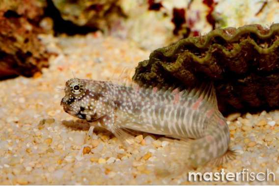 White-spotted Blenny