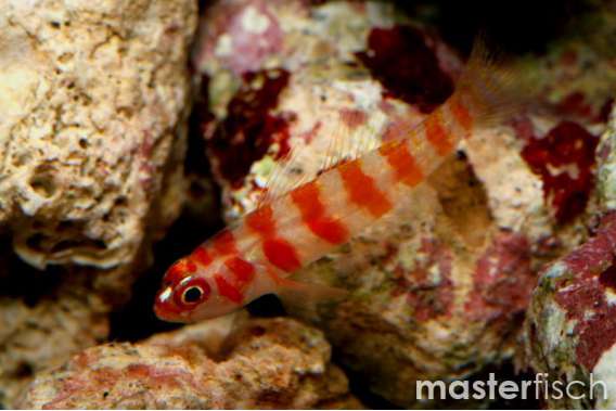 Candy Cane Coral Goby