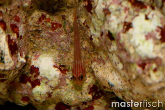 Halonevum Goby