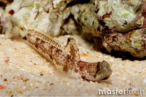 Monster Shrimp Goby