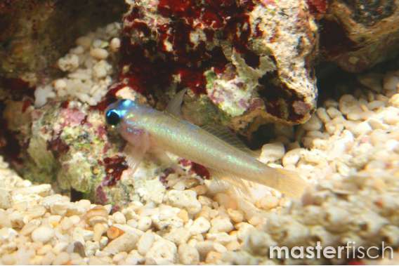 Yellow Lined Goby