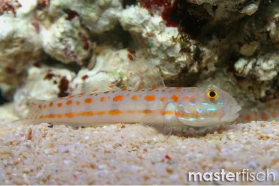 Maiden Goby (Orange-spotted Goby)