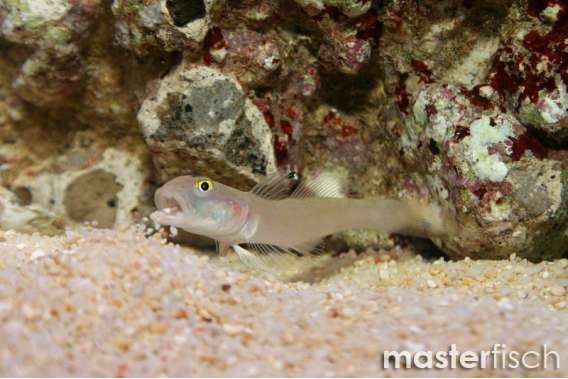 Six-spot Goby