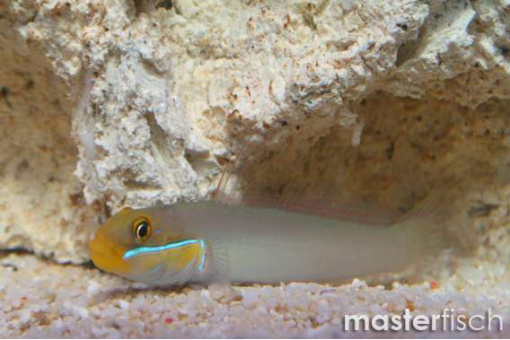 Golden head Sleeper Goby
