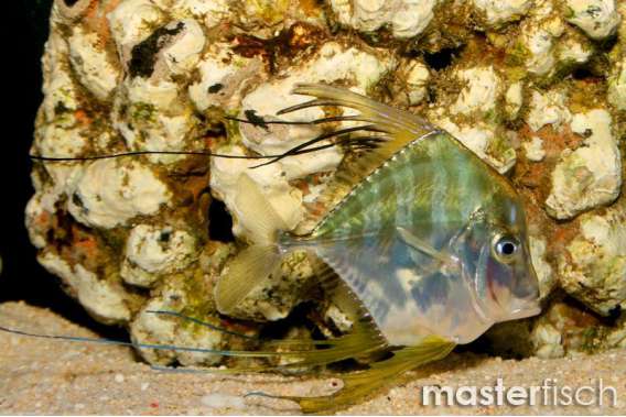 African pompano