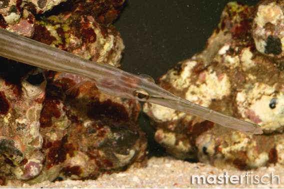 Trumpetfish