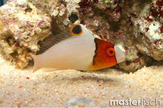 Bicolor Parrotfish Juvenile