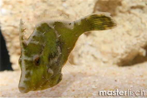 Matted Filefish (bred)
