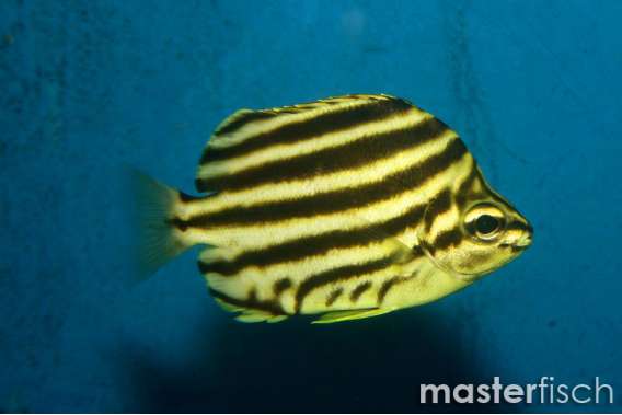 Stripey