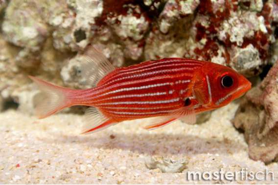 Sammara squirrelfish
