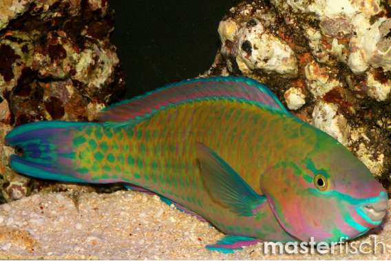 Quoy's Parrotfish