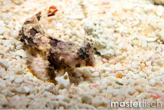 Ocellated Dragonet