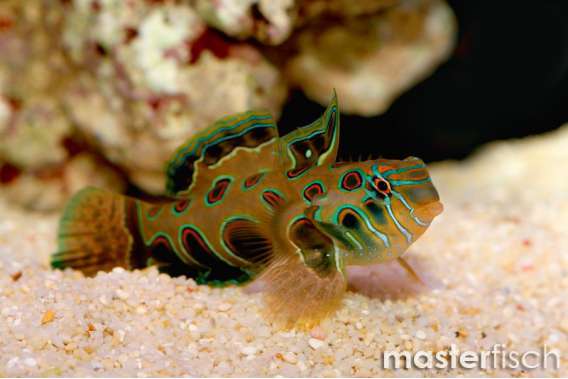 Psychedelic Dragonet (bred)
