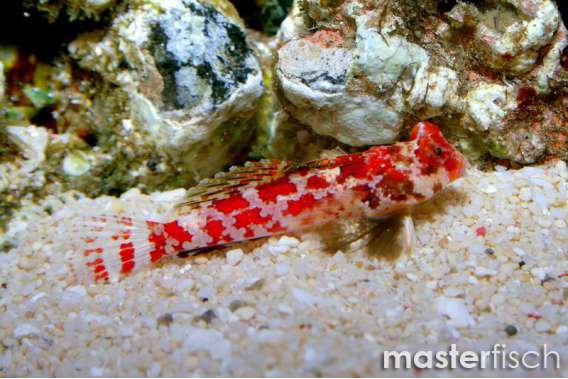 Starry Dragonet