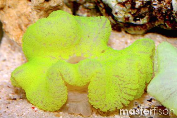 Yellow fluo sand carpet anemone