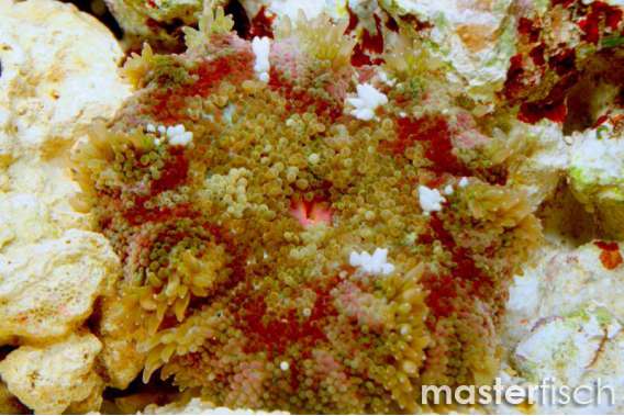 Mini Carpet Anemone