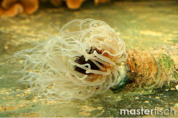 Mix tube anemone
