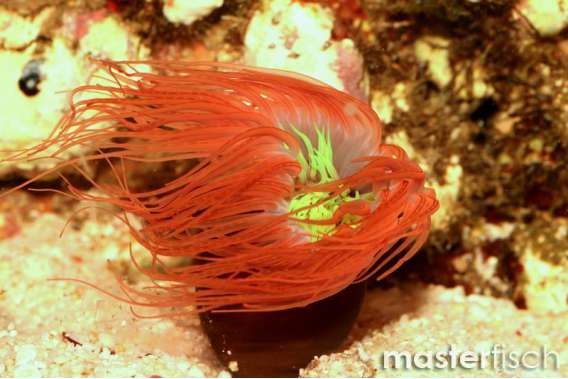 Orange tube anemone