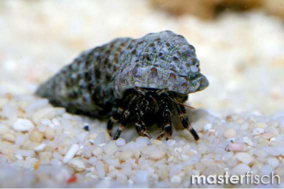 Hermit crab