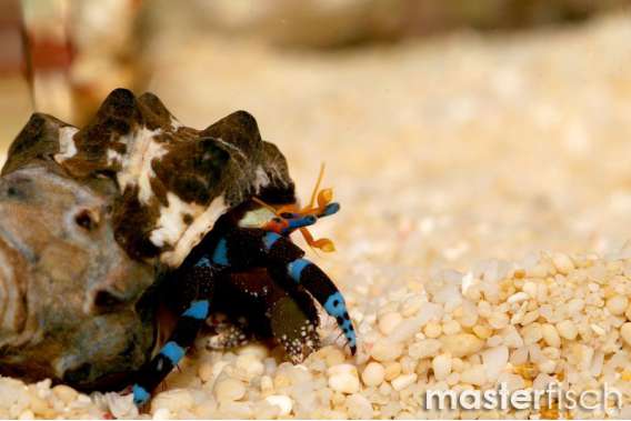 Electric blue hermit crab