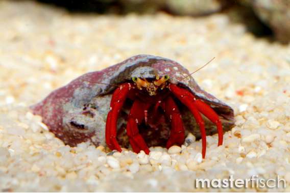 Red Legged Hermit Crab
