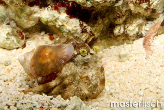 anemone hermit crab