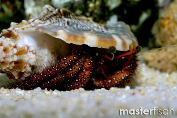White-spotted hermit crab