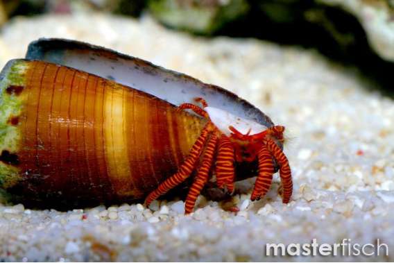 Red-striped Hermitcrab