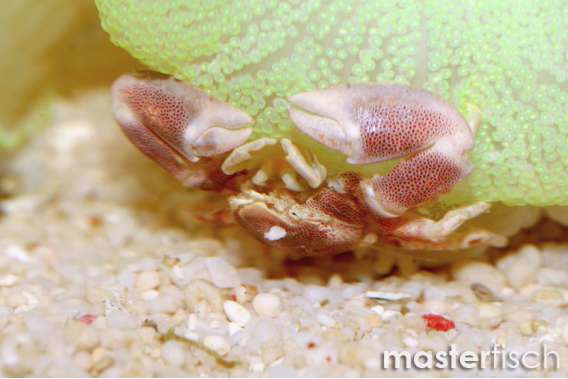 Red / White spotted anemone crab