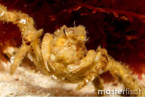 Retusa spider crab