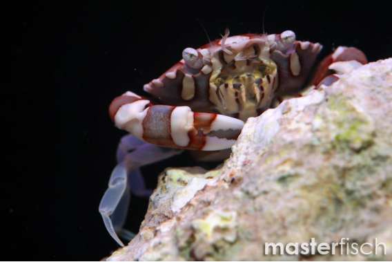 Orbicularis Anemone Crab