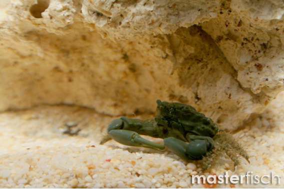 Emerald Crab