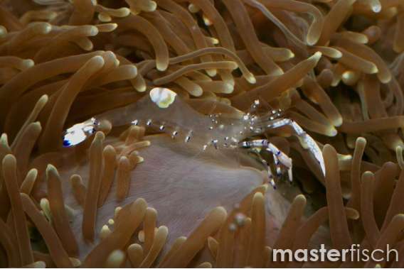 Caribbean Anemone Shrimp