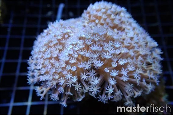 Leather Coral White Polyps (Fiji)
