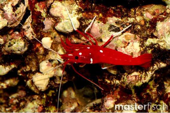 Fire shrimp