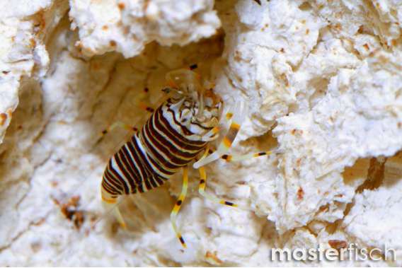 Striped bumblebee shrimp