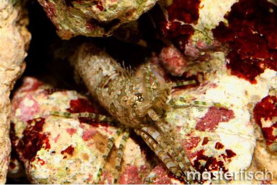 Common marble shrimp