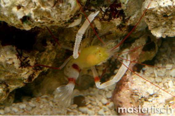 Yellow body boxer shrimp