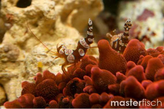Sexy shrimp