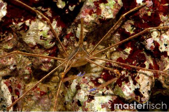 yellowline arrow crab