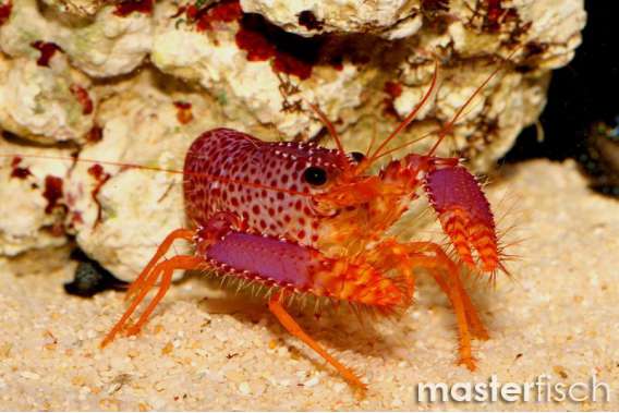 Red Reef Lobster