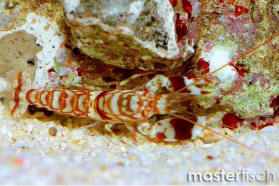 Tiger Snapping Shrimp