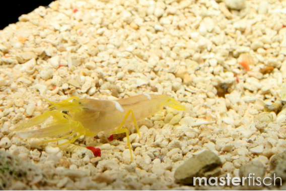 Yellow coral snapping shrimp