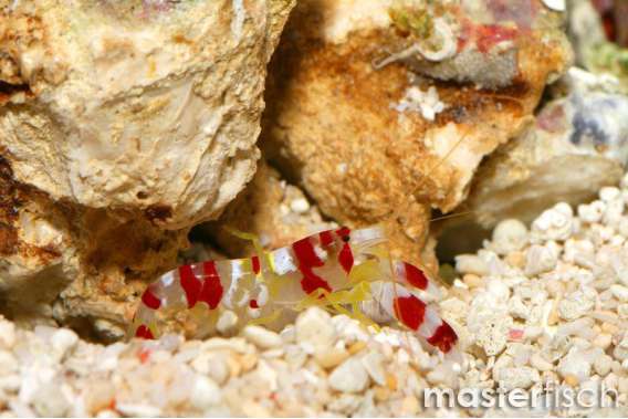 Red Snapping Shrimp