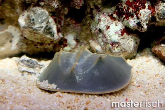 Lamulus horse shoe crab
