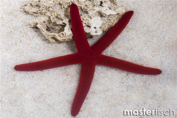 Red starfish