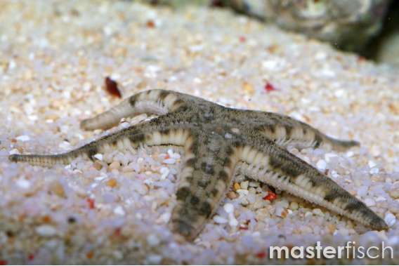 Cleaner sand starfish